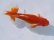 画像2: 錦坂本特選！ジャンボ獅子頭！お買い得良体形魚（2023年産・17cm・オス）ｊ080