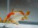 画像6: 錦坂本特選！ジャンボ獅子頭！お買い得良体形魚（2023年産・17cm・オス）ｊ079
