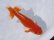 画像1: 錦坂本特選！ジャンボ獅子頭！お買い得良体形魚（2023年産・17cm・オス）ｊ080 (1)