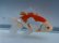 画像5: 錦坂本特選！ジャンボ獅子頭！お買い得上質魚（2023年産・16cm・オス）ｊ078
