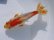 画像1: 錦坂本特選！ジャンボ獅子頭！お買い得良体形魚（2023年産・17cm・オス）ｊ079 (1)