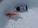 画像4: 錦坂本特選！ジャンボ獅子頭！お買い得上質魚（2023年産・16cm・オス）ｊ078