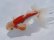 画像2: 錦坂本特選！ジャンボ獅子頭！お買い得上質魚（2023年産・16cm・オス）ｊ078