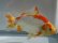 画像5: 錦坂本特選！ジャンボ獅子頭！お買い得良体形魚（2023年産・17cm・オス）ｊ079