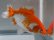 画像5: 錦坂本特選！ジャンボ獅子頭！お買い得良体形魚（2023年産・17cm・オス）ｊ080