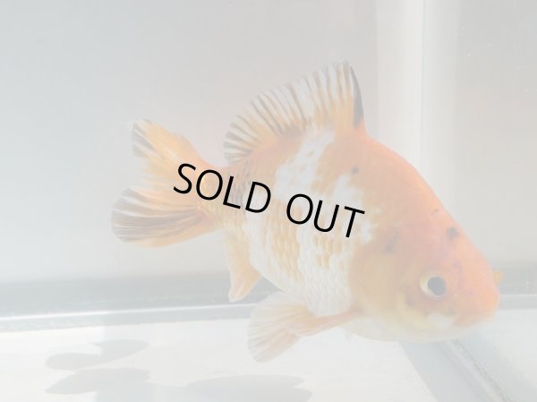 画像5: 錦坂本特選！ジャンボ獅子頭！（2024年産・17cm・オス）ｊ167