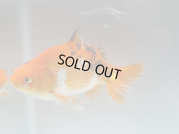 画像6: 錦坂本特選！ジャンボ獅子頭！（2024年産・17cm・オス）ｊ167