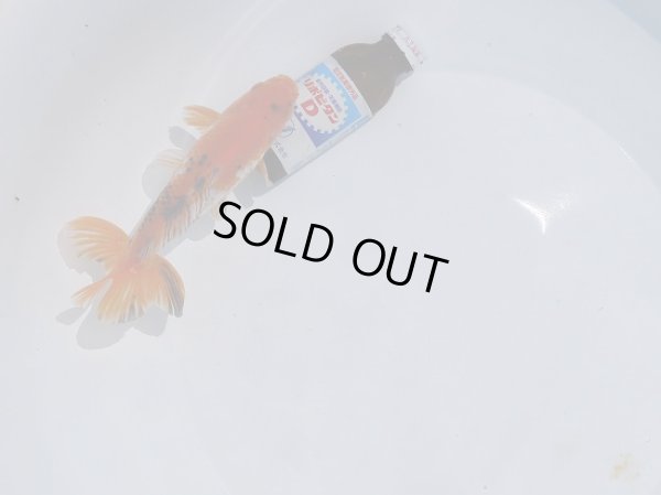 画像4: 錦坂本特選！ジャンボ獅子頭！（2024年産・17cm・オス）ｊ167