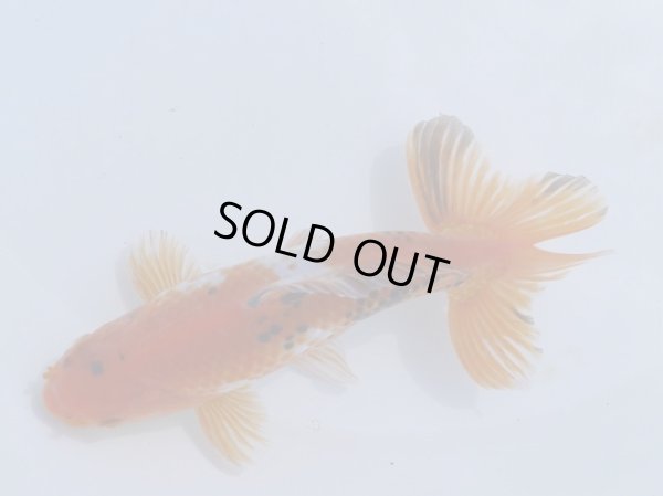 画像1: 錦坂本特選！ジャンボ獅子頭！（2024年産・17cm・オス）ｊ167