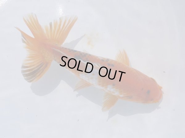 画像2: 錦坂本特選！ジャンボ獅子頭！（2024年産・17cm・オス）ｊ167