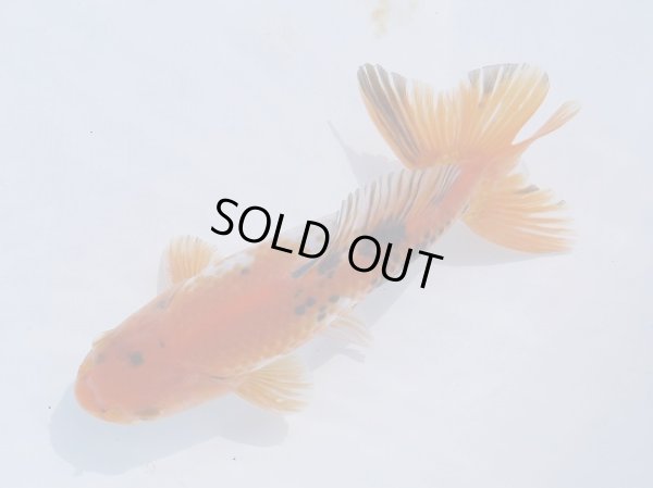 画像3: 錦坂本特選！ジャンボ獅子頭！（2024年産・17cm・オス）ｊ167