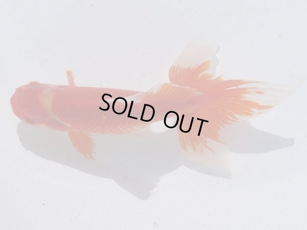 画像3: 錦坂本特選！ジャンボ獅子頭！お買い得！（2024年産・19cm・オス）ｊ181