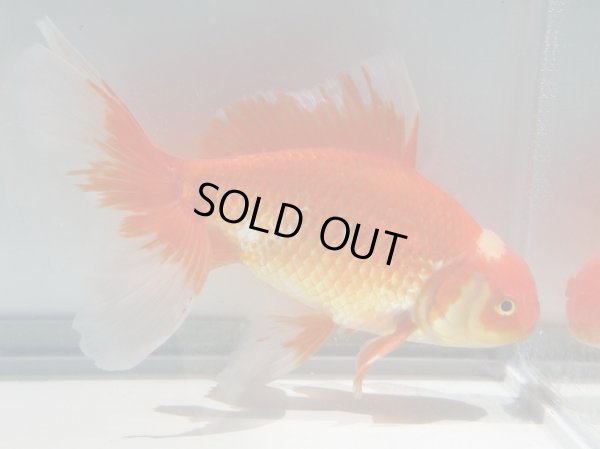 画像5: 錦坂本特選！ジャンボ獅子頭！お買い得！（2024年産・19cm・オス）ｊ181