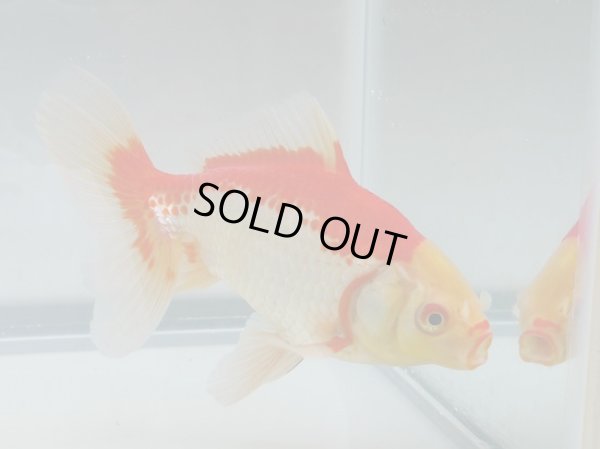 画像5: 錦坂本特選！ジャンボ獅子頭！お買い得！（2024年産・17.5cm・オス）ｊ186