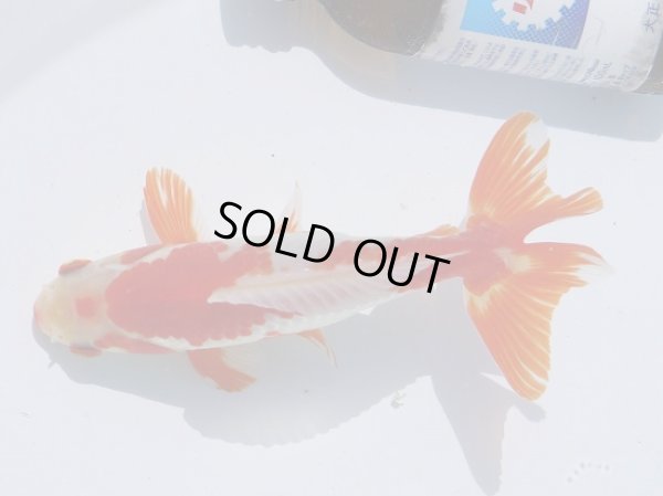 画像1: 錦坂本特選！ジャンボ獅子頭！お買い得！（2024年産・14.5cm・オス）ｊ179