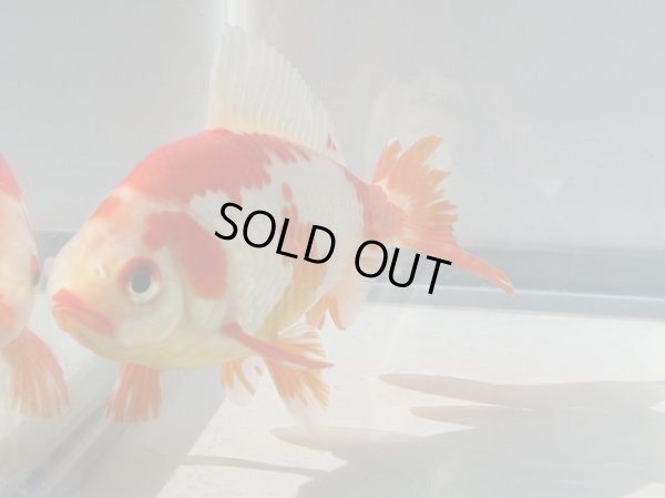 画像6: 錦坂本特選！ジャンボ獅子頭！お買い得！（2024年産・14.5cm・オス）ｊ179