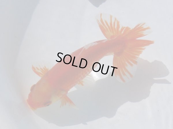 画像3: 錦坂本特選！ジャンボ獅子頭！お買い得！（2024年産・15.5cm・オス）ｊ183