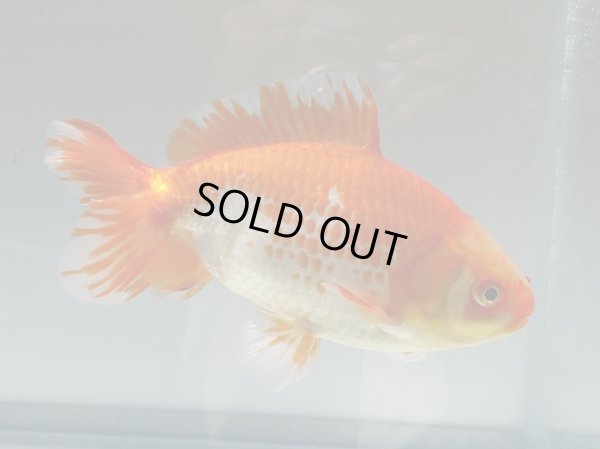 画像5: 錦坂本特選！ジャンボ獅子頭！お買い得！（2024年産・15.5cm・オス）ｊ183