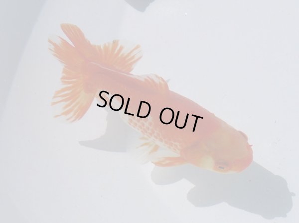 画像2: 錦坂本特選！ジャンボ獅子頭！お買い得！（2024年産・15.5cm・オス）ｊ183