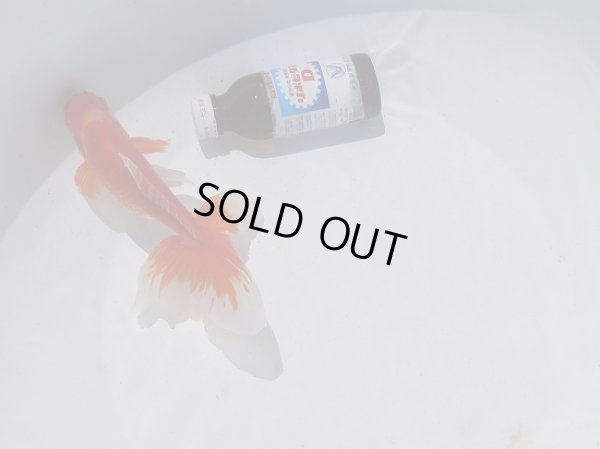 画像4: 錦坂本特選！ジャンボ獅子頭！お買い得！（2024年産・19cm・オス）ｊ181