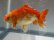 画像6: 錦坂本特選！ジャンボ獅子頭！お買い得！（2024年産・15.5cm・オス）ｊ183