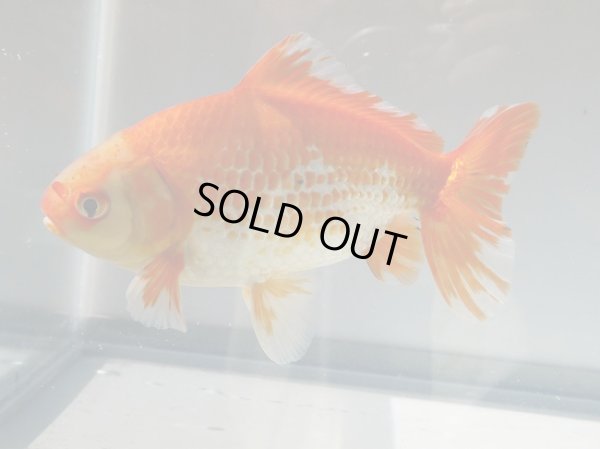 画像6: 錦坂本特選！ジャンボ獅子頭！お買い得！（2024年産・15.5cm・オス）ｊ183