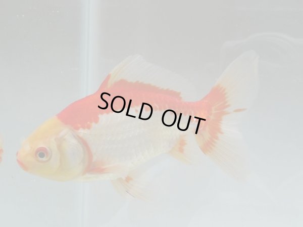 画像6: 錦坂本特選！ジャンボ獅子頭！お買い得！（2024年産・17.5cm・オス）ｊ186