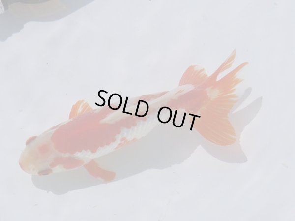 画像3: 錦坂本特選！ジャンボ獅子頭！お買い得！（2024年産・14.5cm・オス）ｊ179