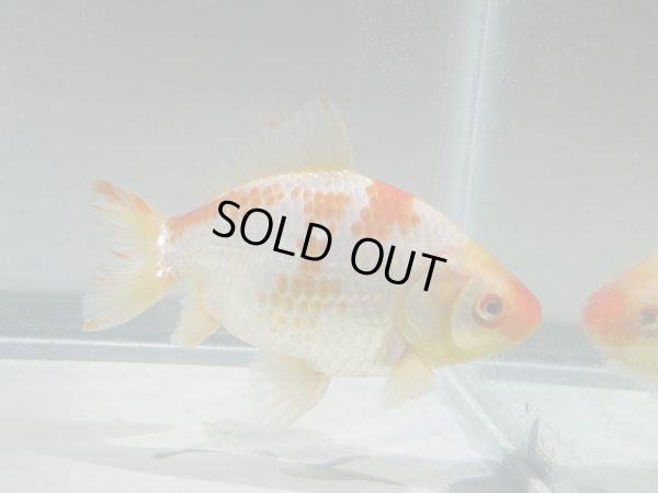 画像5: 錦坂本特選！ジャンボ獅子頭！（2025年産・12.5cm・性別不明）ｊ192