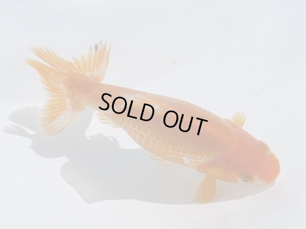 画像2: 錦坂本特選！ジャンボ獅子頭！（2025年産・14cm・性別不明）ｊ204