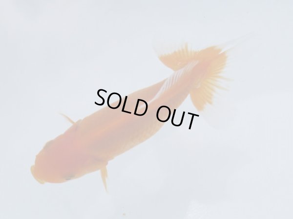 画像3: 錦坂本特選！ジャンボ獅子頭！（2025年産・12cm・性別不明）ｊ199