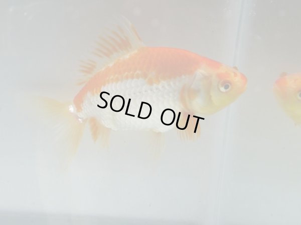 画像5: 錦坂本特選！ジャンボ獅子頭！（2025年産・13.5cm・性別不明）ｊ196