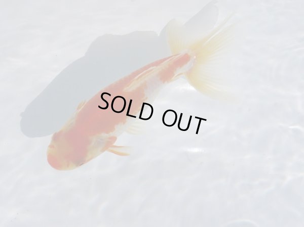 画像2: 錦坂本特選！ジャンボ獅子頭！（2025年産・13.5cm・性別不明）ｊ196