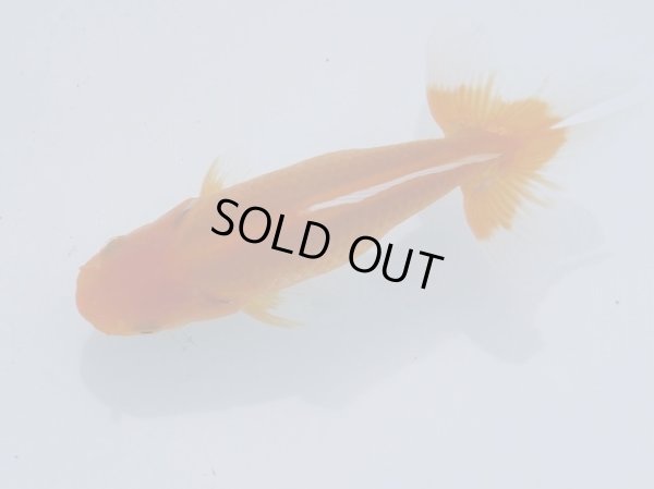 画像1: 錦坂本特選！ジャンボ獅子頭！（2025年産・12cm・性別不明）ｊ199