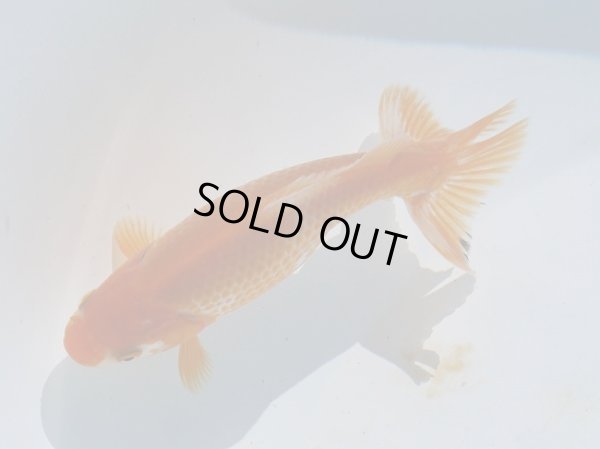 画像3: 錦坂本特選！ジャンボ獅子頭！（2025年産・14cm・性別不明）ｊ204