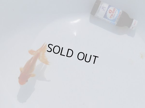 画像4: 錦坂本特選！ジャンボ獅子頭！（2025年産・12cm・性別不明）ｊ195