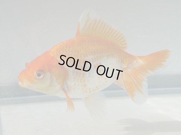 画像6: 錦坂本特選！ジャンボ獅子頭！（2025年産・12cm・性別不明）ｊ195