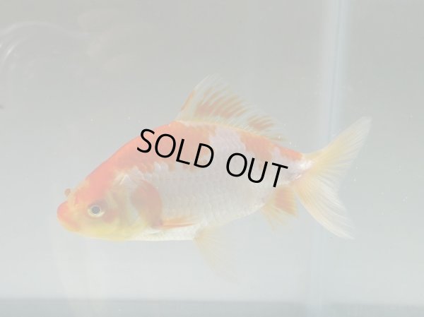 画像6: 錦坂本特選！ジャンボ獅子頭！（2025年産・13.5cm・性別不明）ｊ196