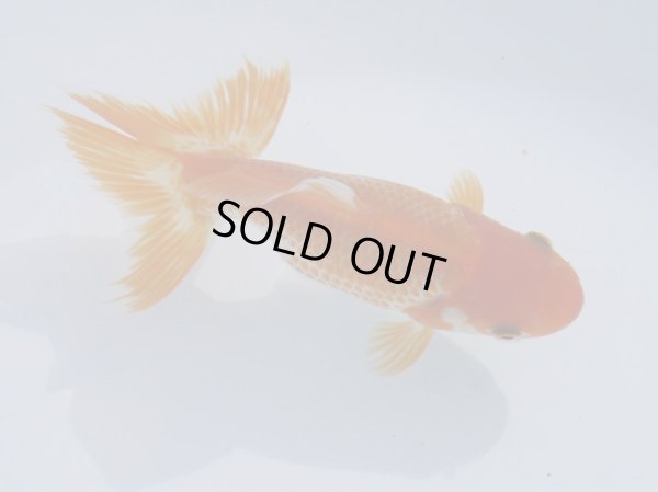 画像3: 錦坂本特選！ジャンボ獅子頭！（2025年産・12cm・性別不明）ｊ195