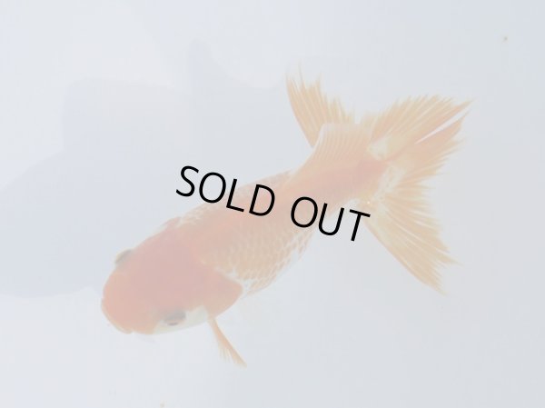 画像2: 錦坂本特選！ジャンボ獅子頭！（2025年産・12cm・性別不明）ｊ195