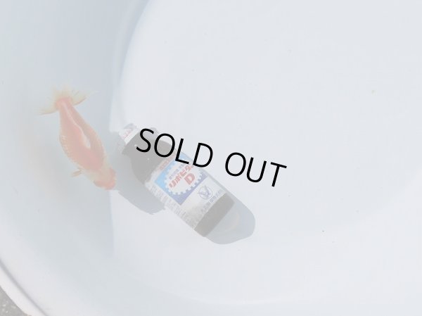 画像4: 錦坂本特選！ジャンボ獅子頭（2025年産・11.5cm・性別不明）ｊ207