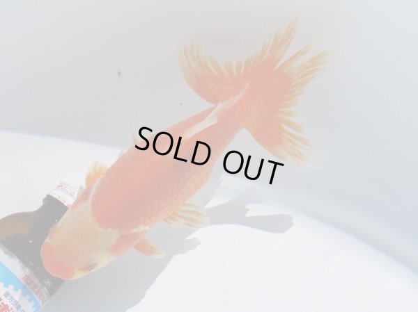 画像3: 錦坂本特選！ジャンボ獅子頭（2025年産・17.5cm・性別不明）ｊ208