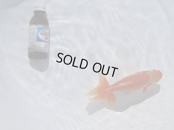 画像4: 錦坂本特選！ジャンボ獅子頭（2025年産・17.5cm・性別不明）ｊ208