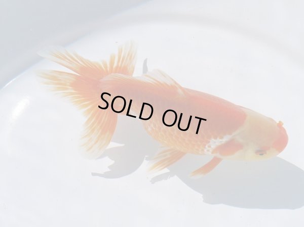 画像2: 錦坂本特選！ジャンボ獅子頭（2025年産・17.5cm・性別不明）ｊ208