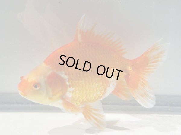 画像6: 錦坂本特選！ジャンボ獅子頭（2025年産・17.5cm・性別不明）ｊ208