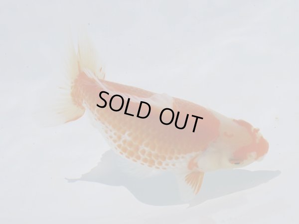 画像2: 錦坂本特選！ジャンボ獅子頭（2025年産・11.5cm・性別不明）ｊ207