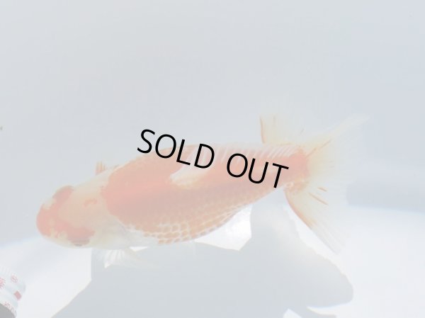 画像3: 錦坂本特選！ジャンボ獅子頭（2025年産・11.5cm・性別不明）ｊ207