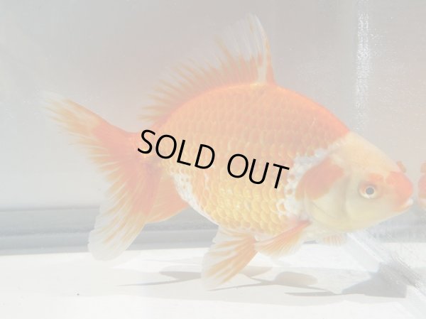 画像5: 錦坂本特選！ジャンボ獅子頭（2025年産・17.5cm・性別不明）ｊ208