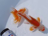 画像: 錦坂本特選！ジャンボ獅子頭！（2024年産・18.5cm・オス）ｊ160