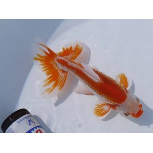 画像: 錦坂本特選！ジャンボ獅子頭！（2024年産・18.5cm・オス）ｊ160